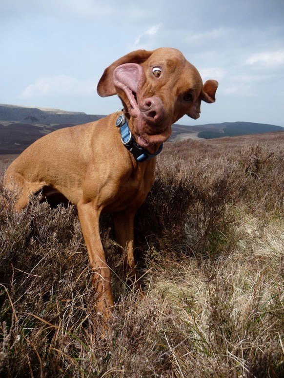 Niesender Hund
Cute News
https://imgur.com/gallery/aLbuRfd