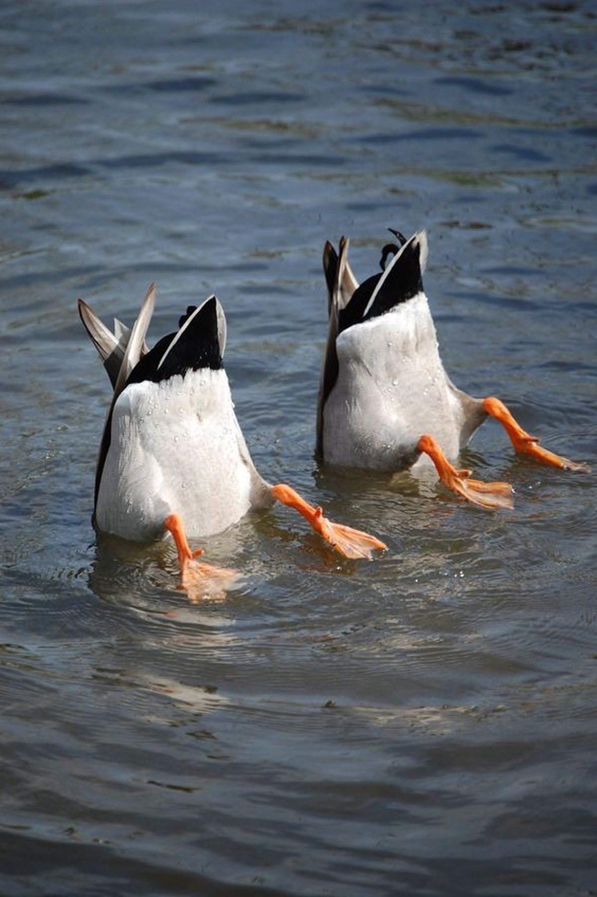 cute news tier enten

https://ch.pinterest.com/pin/68721362400/