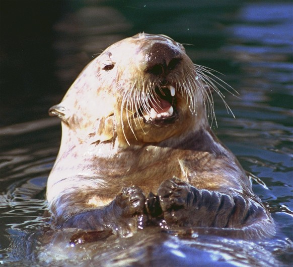 FILE - In this April 4, 1989 file photo, a sea otter swims in Valdez harbor in Prince William Sound, Alaska. Oil spilled from the Exxon Valdez extends farther into Alaska tidal waters than previously  ...