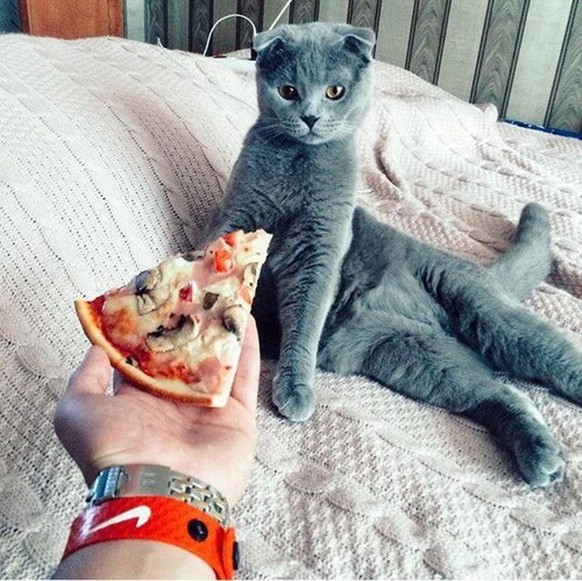 Katze, pizza