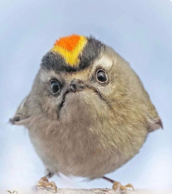 Wintergoldhähnchen

https://www.instagram.com/p/DXpwd6tAflD/