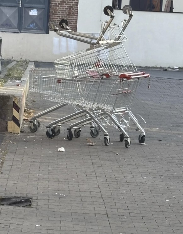 Gittertiere auf Reddit: Lustige Einkaufswagen/Einkaufswägelchen