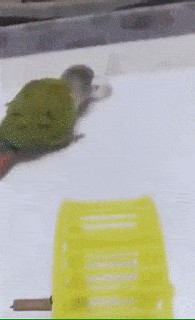 Wie versprochen: Die lustigen Tierbilder in der XXL-Variante
Hamsten Du willst? Drehen ich muss!