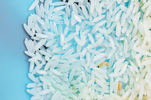 July 11, 2022, Gloria de Dourados, Mato Grosso do Sul, Brazil: Close-up of Indian flour moth Plodia interpunctella larvae among rice grains. Glria de Dourados Brazil - ZUMAs197 20220711_zaa_s197_322 C ...