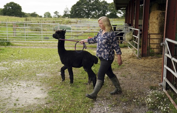 Geronimo the alpaca with Helen Macdonald at Shepherds Close Farm in Wooton Under Edge, England, Wednesday Aug. 25, 2021. Geronimo has twice tested positive for bovine tuberculosis and, as a result, th ...