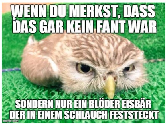 Wenn die Eule einen Bad-Hair-Day hat, ist es Zeit für die besten Tierbilder
😒