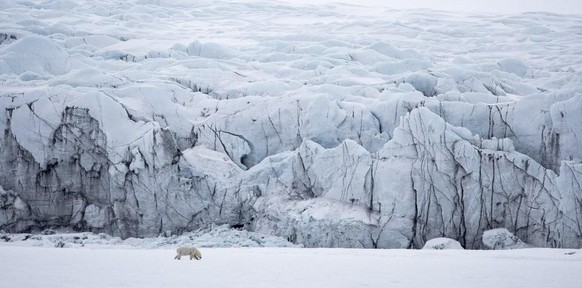 World Nature Photography Awards 2021: Animals in their Habitat, 3. Platz, Christian Tuckwell Smith, UK. Female polar bear, Isbukta, Svalbard.