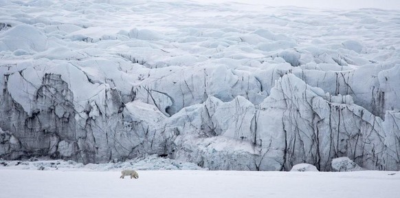 World Nature Photography Awards 2021: Animals in their Habitat, 3. Platz, Christian Tuckwell Smith, UK. Female polar bear, Isbukta, Svalbard.