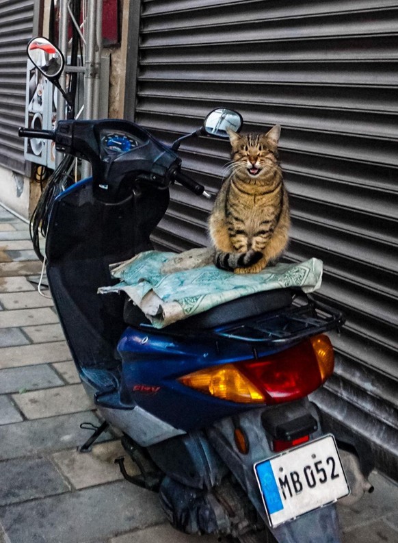 cute news animal cat https://www.reddit.com/r/NatureIsFuckingCute/comments/19d9rcb/cat_on_a_bike_spotted_in_cyprus/
