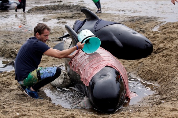 A volunteer looks after one of a pod of stranded pilot whales as they prepare to refloat them after one of the country&#039;s largest recorded mass whale strandings, in Golden Bay, at the top of New Z ...