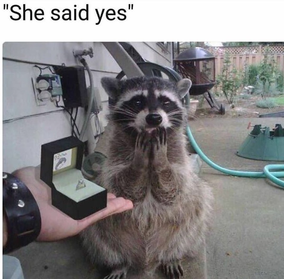 Waschbär
Cute News
http://imgur.com/gallery/EBIPo