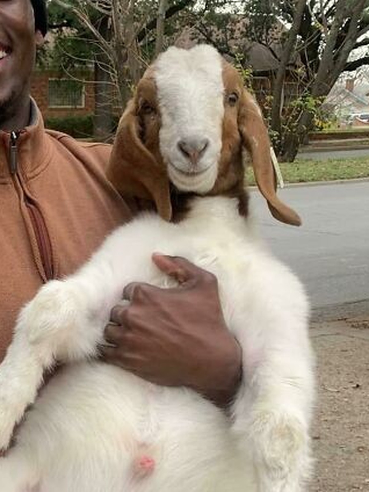 Cute News: Ziege
