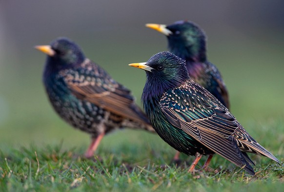 Stare im Prachtskleid (Sturnus vulgaris).