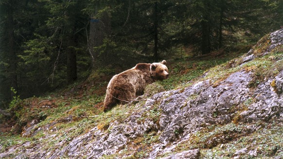 This photo taken on May 18, 2000, provided by the press office of the Provincia Autonoma di Trento, shows Daniza bear in the Adamello Brenta Park, northern Italy.  Animal rights groups called on Thursday, September 11...