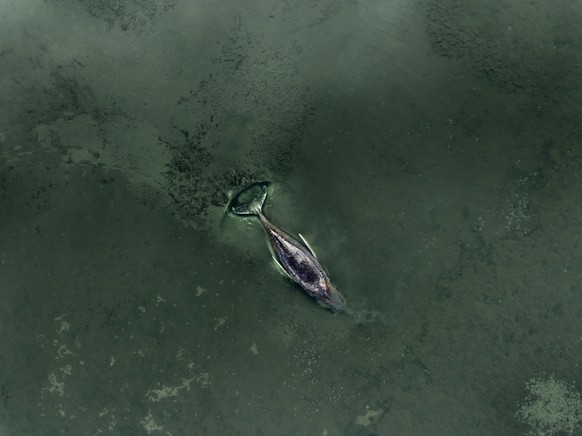 epa12865008 A handout photo made available by Greenpeace press office shows a beached whale lying in the waters of the Baltic Sea at the island of Poel near Wismar, Germany, 01 April 2026. The humpbac ...