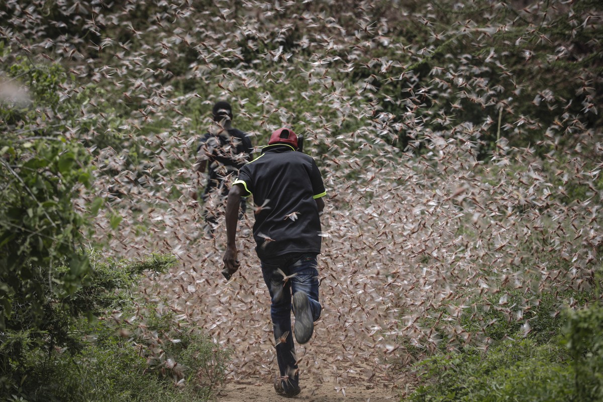epa08160126 Men run through a swarm of desert locusts to chase them away in the bush near Enziu, Kitui County, some 200km east of the capital Nairobi, Kenya, 24 January 2020. Large swarms of desert lo ...