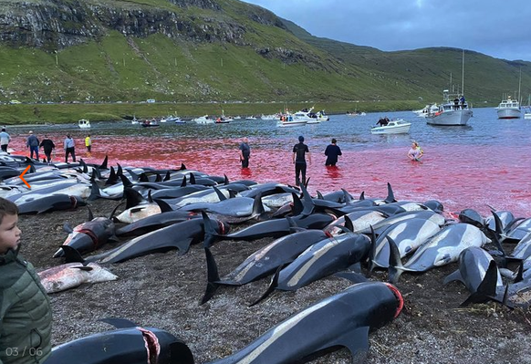 1400 Delfine in einen Fjord getrieben und getötet.