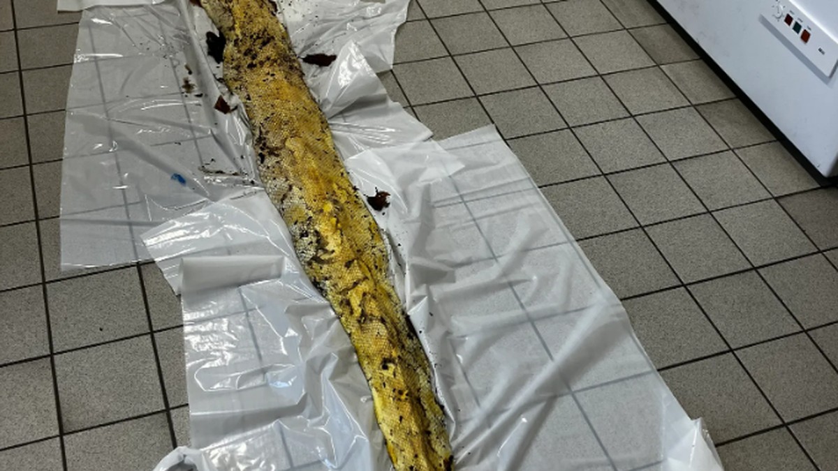 Dead four-meter snake found in Berlin park Defense spending: Germany reports record amount to NATO