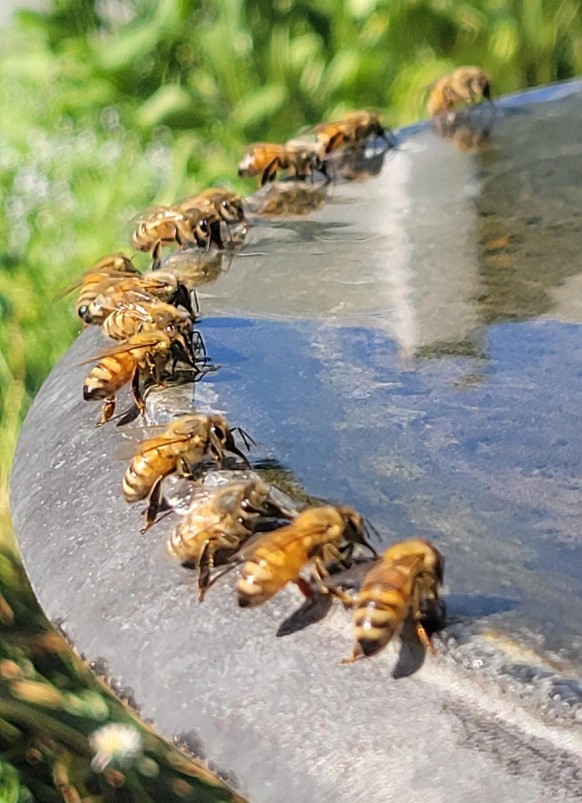 cute news tier bienen

https://www.reddit.com/r/gardening/comments/oak4bb/the_heat_has_them_lined_up_for_water_today/