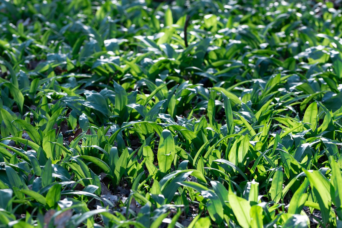bärlauch aglio orsino pesto wild garlic frühling essen food kochen