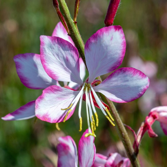 Prachtkerze (Oenothera lindheimerii)