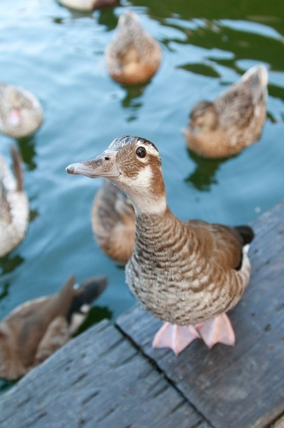 cute news tier ente

https://ch.pinterest.com/pin/492649953037972/
