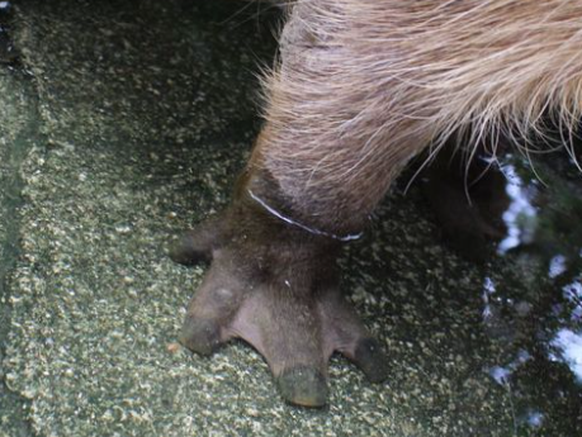 cute news tier capybara

https://www.reddit.com/r/capybara/comments/142wnur/guess_the_name_of_the_animal/