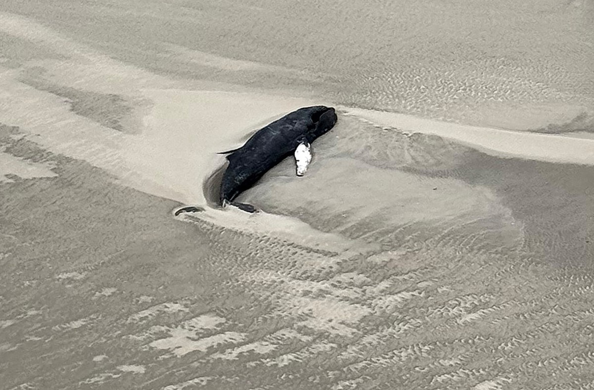 dpatopbilder - 20.02.2025, Wangerooge: Die Luftaufnahme aus einem Hubschrauber zeigt einen schwarzen Wal im Sand liegend auf der kleinen, unbewohnten Wattenmeerinsel Minsener Oog s�d�stlich der Insel  ...