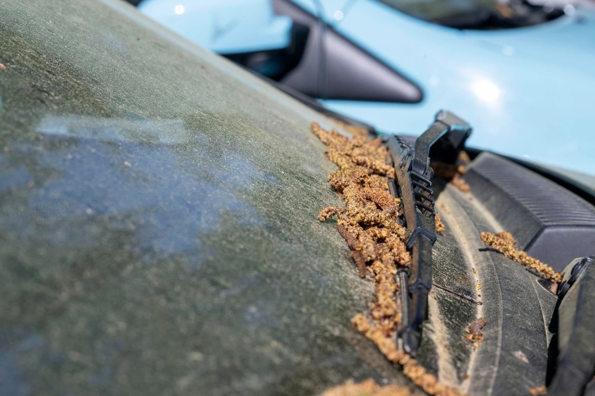 Le pare-brise d'une voiture couvert de pollen.