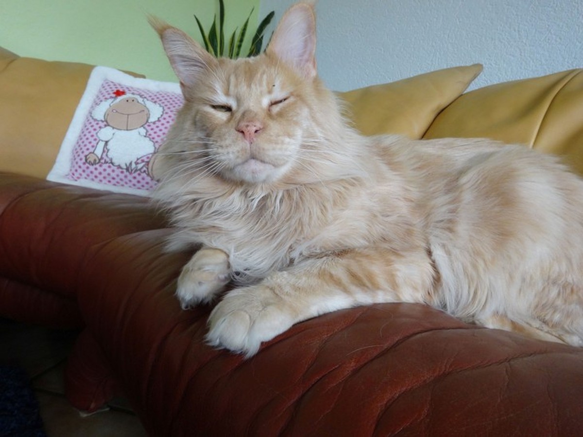 Gross, grösser, Maine Coon.