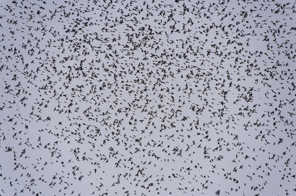 In Zypern lauern für Vögel überall Gefahren.