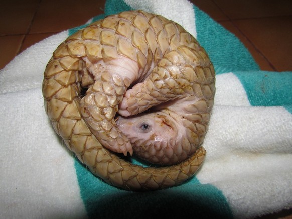 Schuppentier/Pangolin