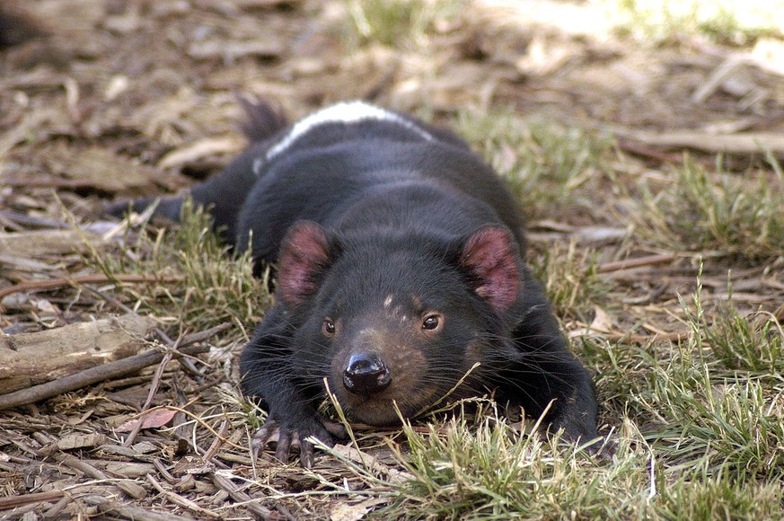 Tasmanischer Teufl.
Cute News
https://de.wikipedia.org/wiki/Beutelteufel#/media/File:Tasmanian_Devil_resting.jpg