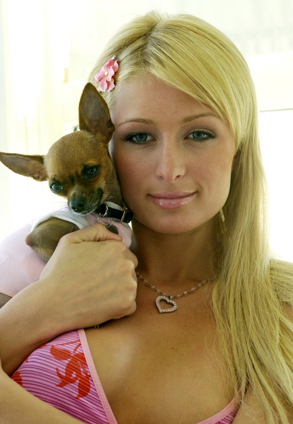 JAHRESRUECKBLICK 2004 - PEOPLE - PARIS HILTON EROBERT DIE BOULEVARD PRESSE: Paris Hilton, hotel heiress and star of the reality television show "The Simple Life," holds her pet chihuahua, Ti ...