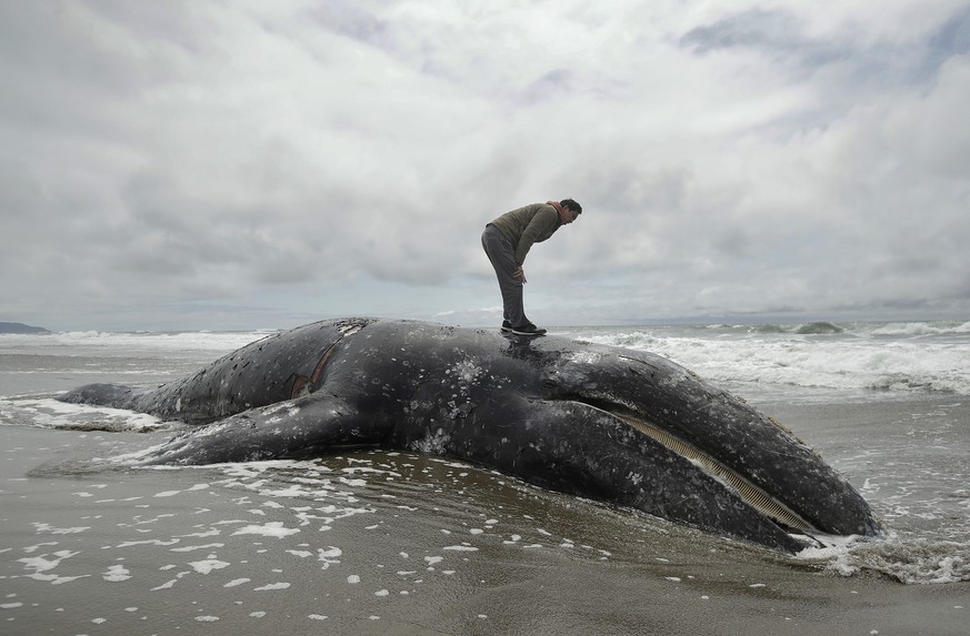 FILE - In this May 6, 2019 file photo, Duat Mai stands atop a dead whale at Ocean Beach in San Francisco. Federal scientists on Friday, May 31 opened an investigation into what is causing a spike in g ...