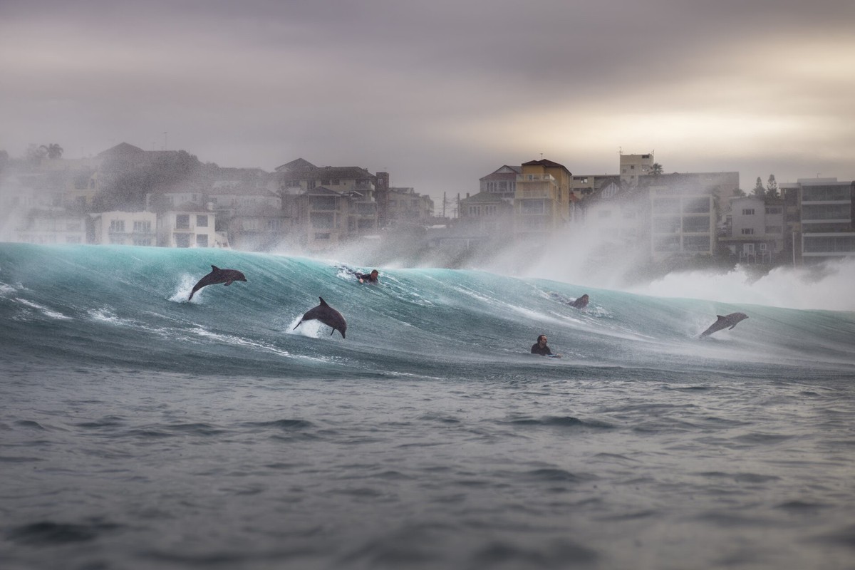 Dolphins ride the waves alongside surfers at Tamarama Beach, Sydney, during a powerful swell and offshore winds. The pod stayed with the surfers for more than an hour, moving through the lineup as nat ...