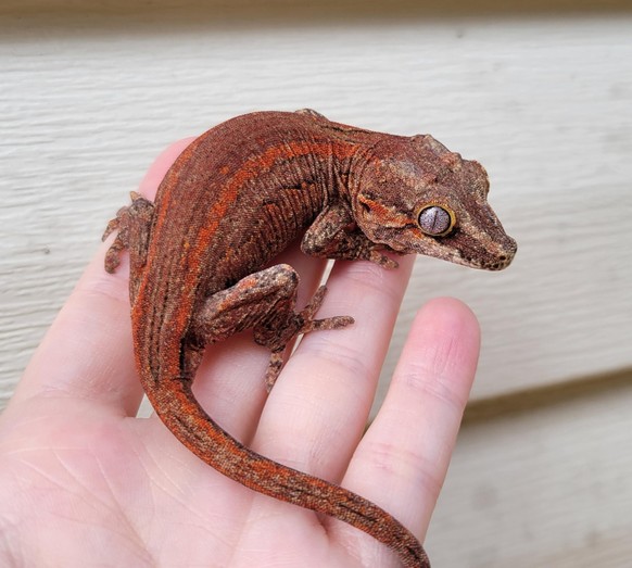 cute news animal tier gecko

https://imgur.com/t/aww/zTO7Qxl