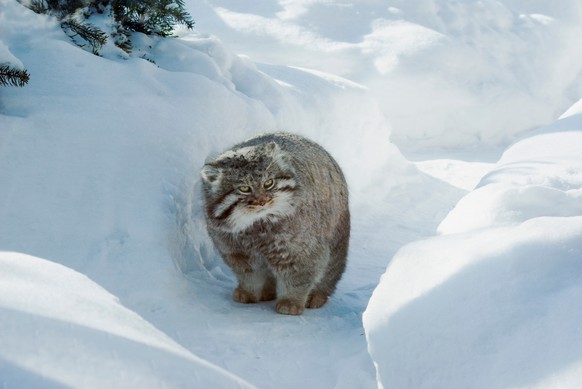 Manul, Palla's Cat