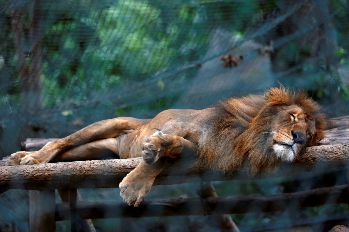 A lion sleeps inside a cage at the Caricuao Zoo in Caracas, Venezuela July 12, 2016. Picture taken July 12, 2016. REUTERS/Carlos Jasso TPX IMAGES OF THE DAY