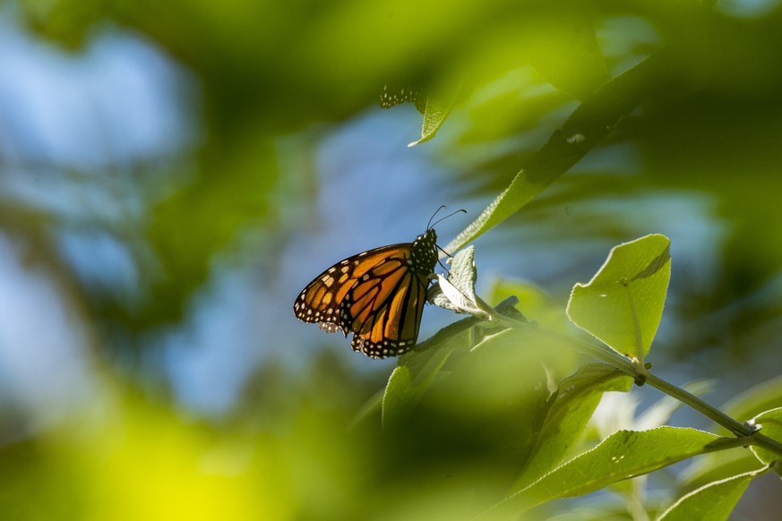 FILE - A butterfly sits on a leaf at Monarch Grove Sanctuary in Pacific Grove, Calif., on Nov. 10, 2021. The number of Western monarch butterflies overwintering in California rebounded to more than 24 ...