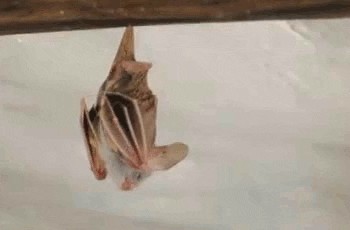Über 30 lustige Tiere, um das Warten auf das Weekend zu verkürzen
Cuten Morgähn.