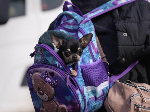 Eine Frau, die aus der Ukraine flieht, trägt einen kleinen Hund in einem Rucksack an der Grenze in Wysne Nemecke, Slowakei, 3. März 2022.