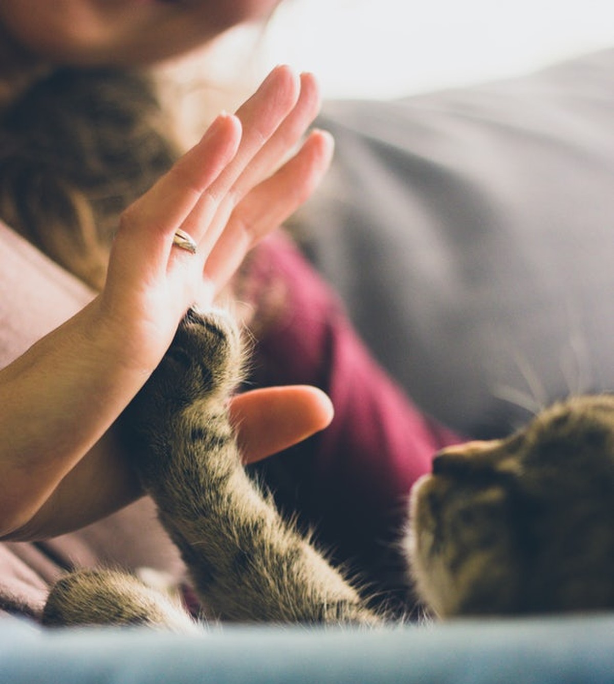 Highfive mit Katze
https://unsplash.com/photos/xulIYVIbYIc