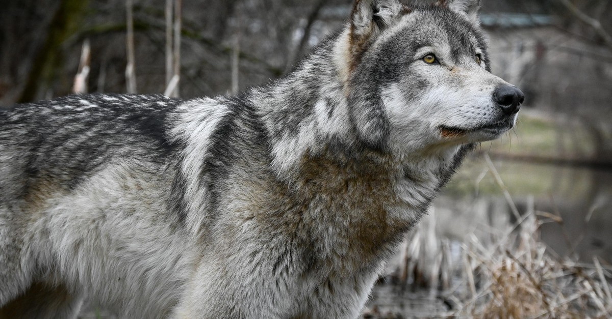 Bundesrat-will-wieder-mehr-f-r-Herdenschutz-zahlen