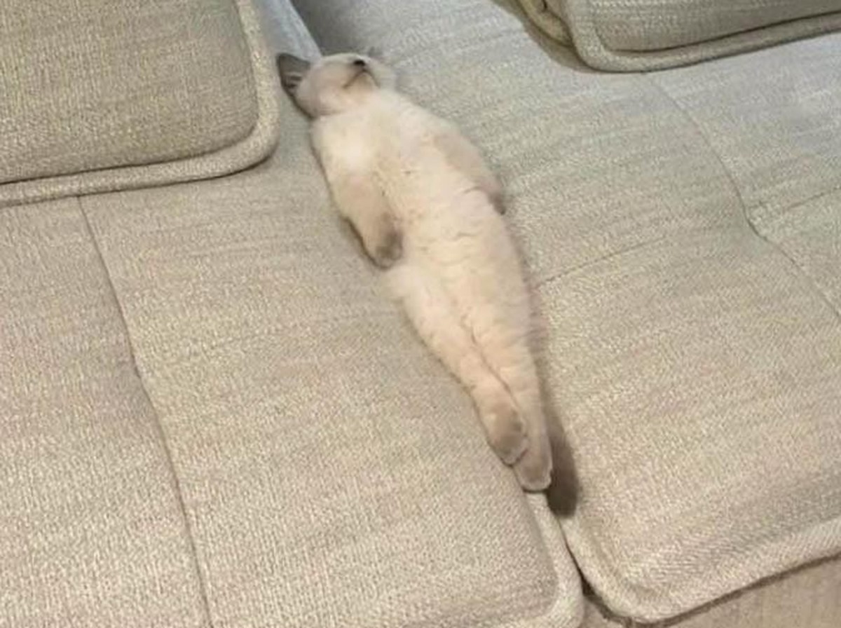 cute news tier katze

https://www.reddit.com/r/CatsBeingCats/comments/1jd33ky/long_day_at_work/