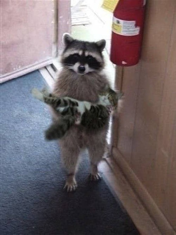 cute news tier raccoon waschbär trägt katze

https://www.pinterest.ch/pin/1121888957169119259/