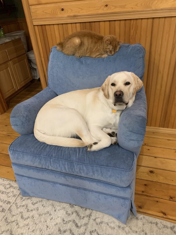 cute news animal cat dog https://www.reddit.com/r/rarepuppers/comments/10eyy9y/rare_frens_share_a_comfy_chair/