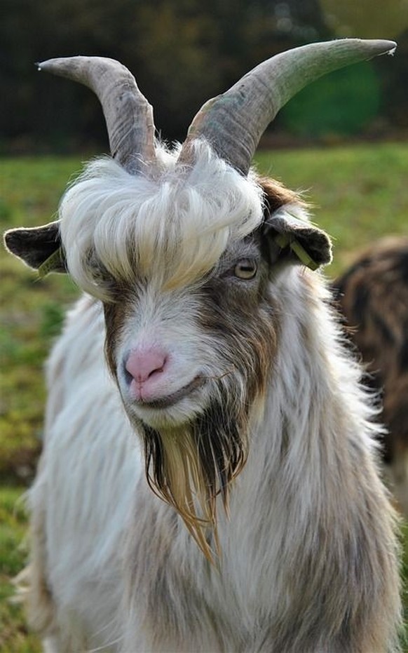cute news tier ziege

https://ch.pinterest.com/pin/1121888957176829560/