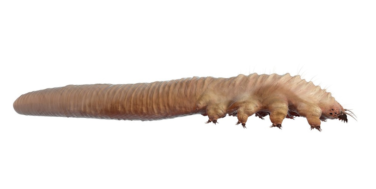 Haarbalgmilbe (Demodex folliculorum)