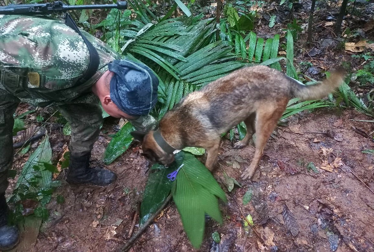 epa10639119 An undated handout made available by the Colombian Aerocivil shows a dog and a member of the special forces commandos, inspecting what would be an improvised shelter with scissors and hair ...